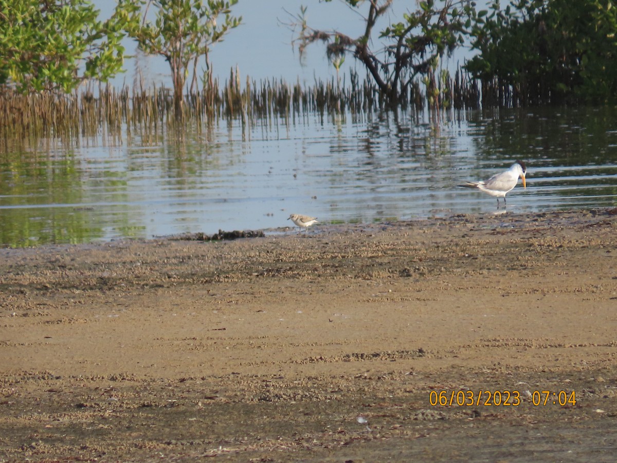 Lesser Crested Tern - ML580605961