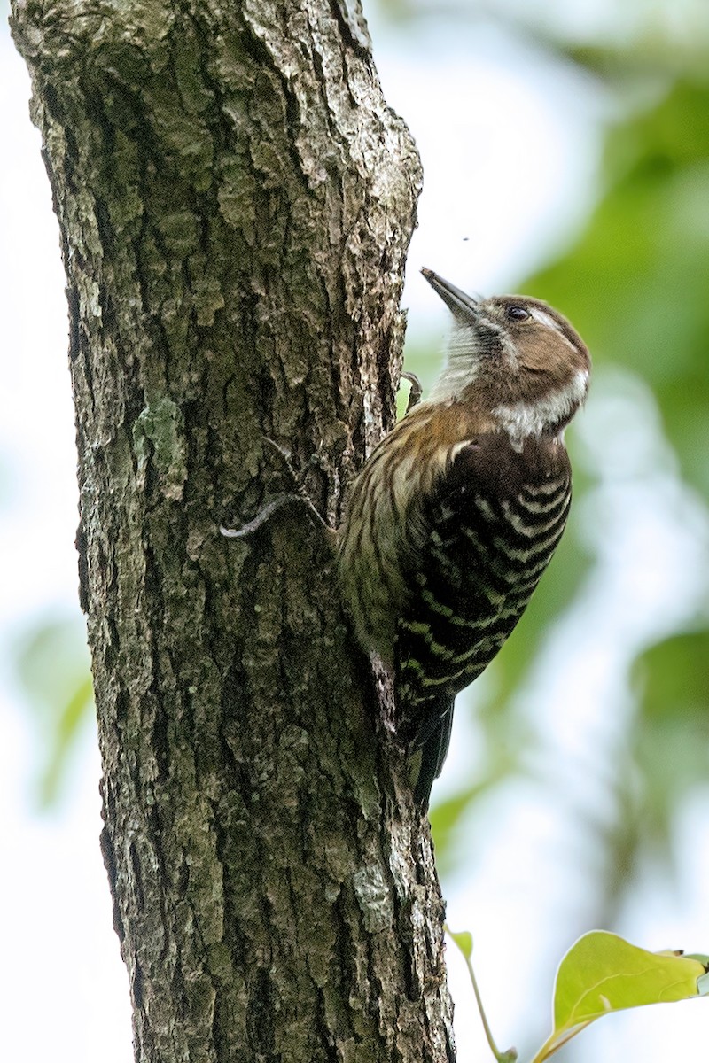 Japanese Pygmy Woodpecker - ML580606061