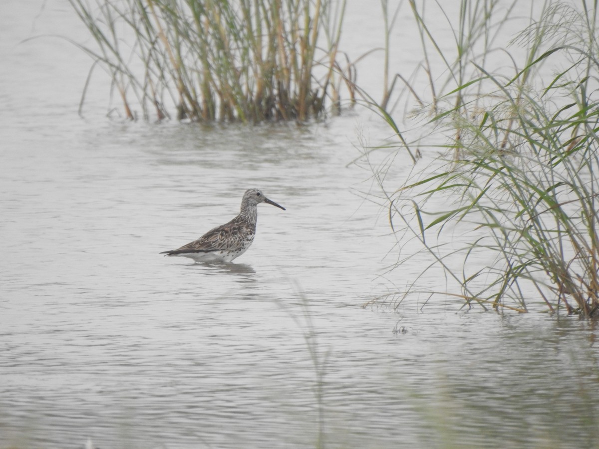 sibirsnipe - ML580606361