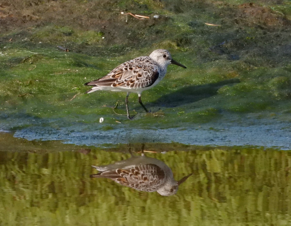 Sanderling - Jon Iratzagorria Garay