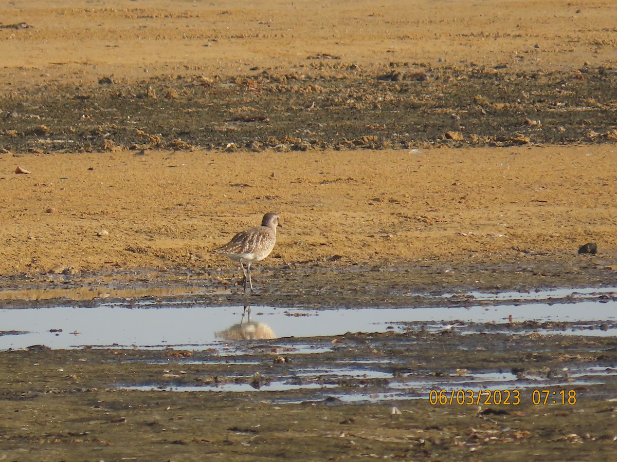 Black-bellied Plover - ML580608741