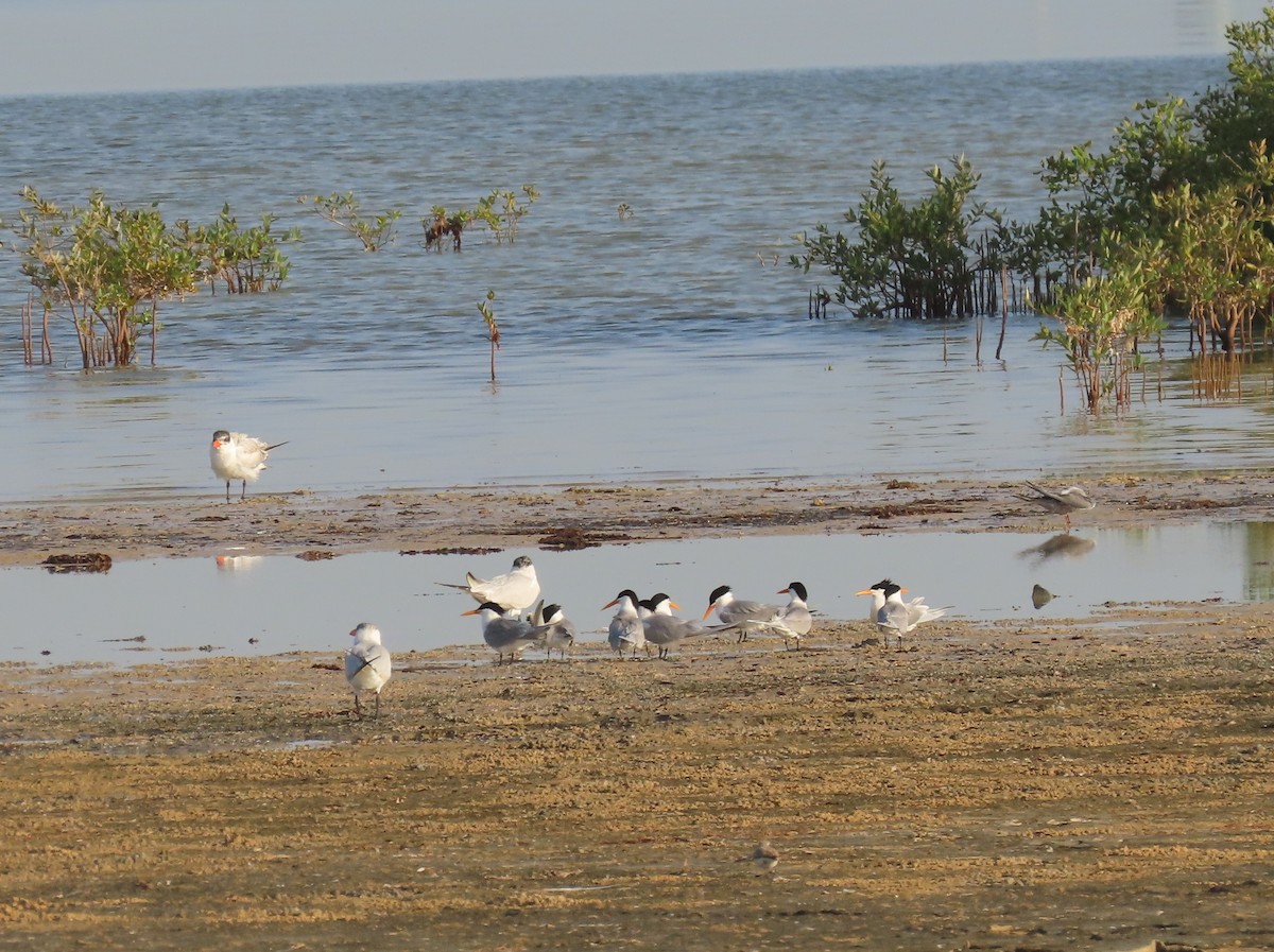 Lesser Crested Tern - Ute Langner