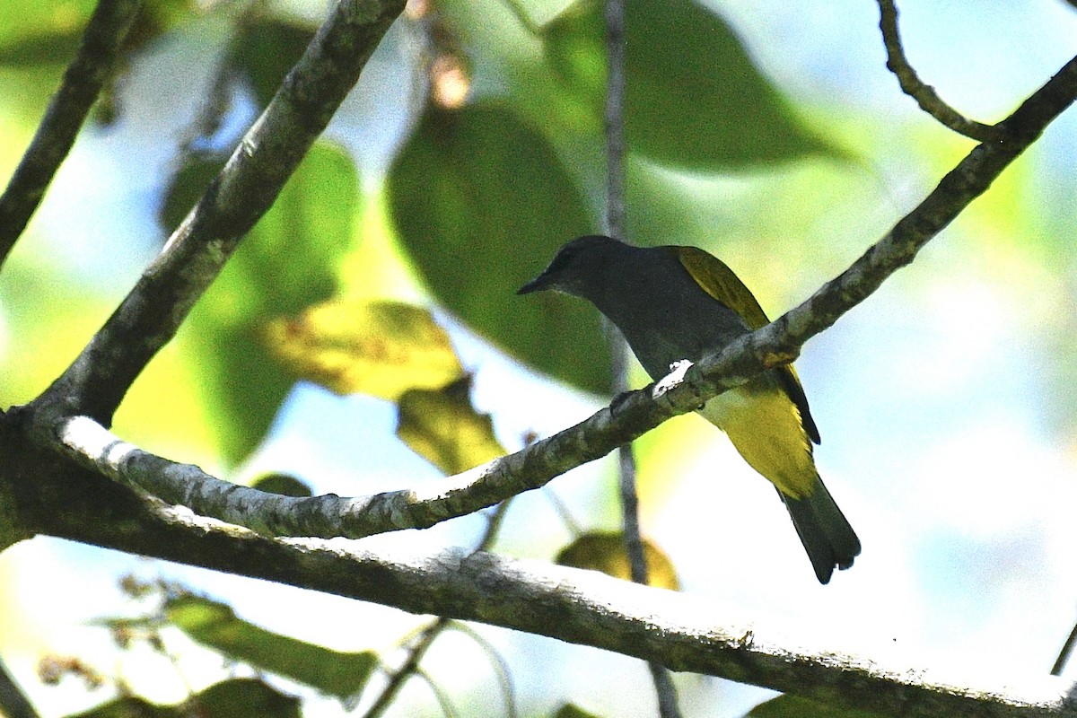 Bulbul Ventrigrís - ML580609281