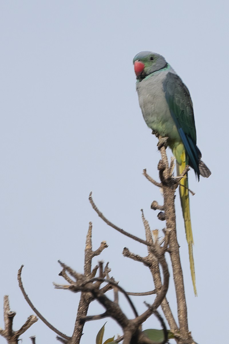 Malabar Parakeet - ML580609431