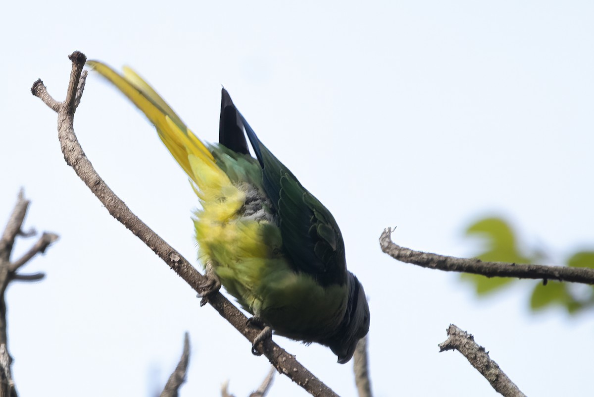 Malabar Parakeet - Ravi Jesudas