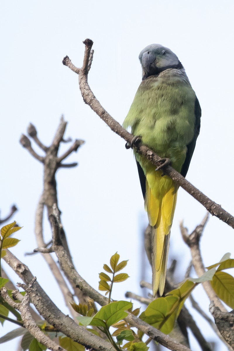 Malabar Parakeet - Ravi Jesudas