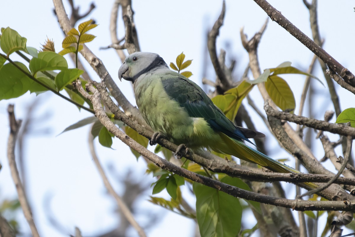 Malabar Parakeet - ML580609461