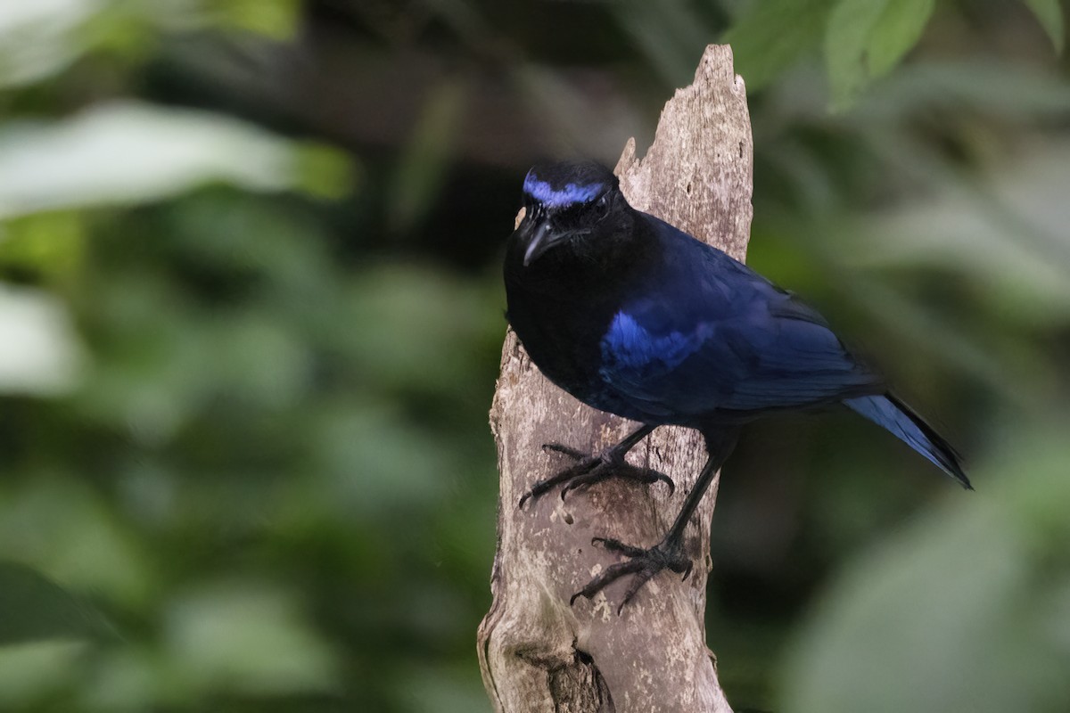 Малабарская синяя птица - ML580609641
