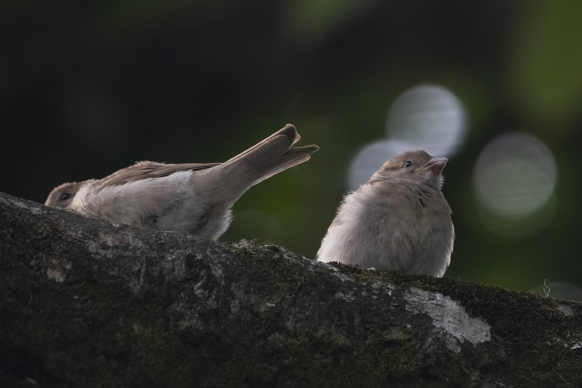 House Sparrow - Ravi Jesudas