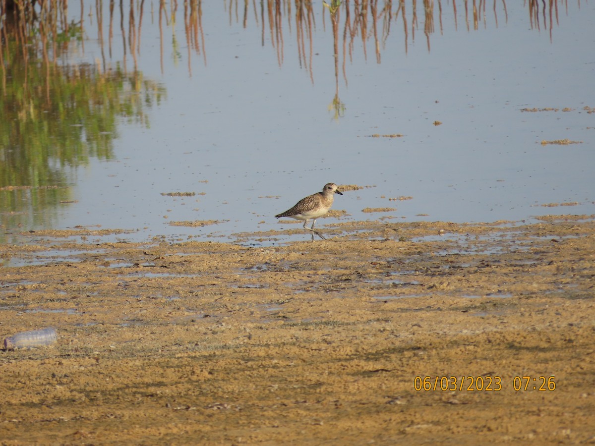 Black-bellied Plover - ML580609811