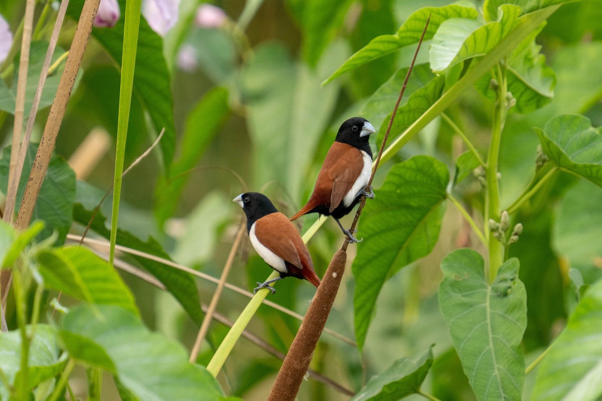 Tricolored Munia - Jawad Ali