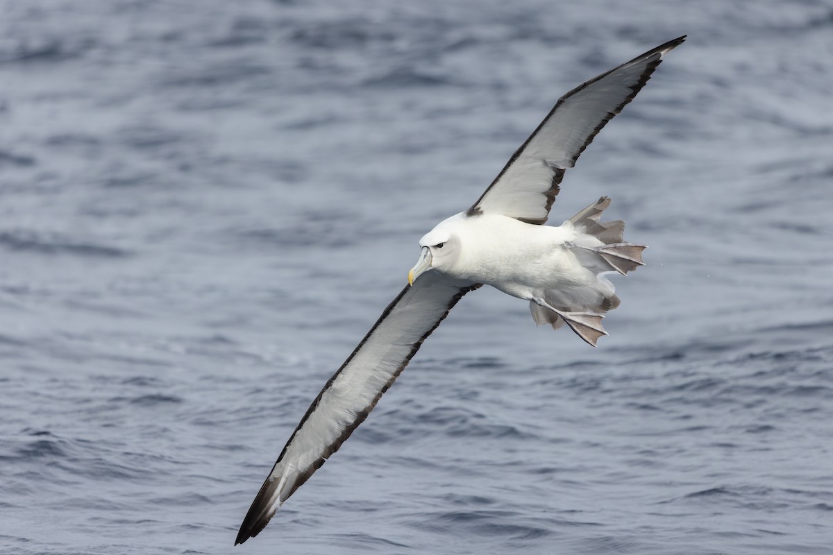 White-capped Albatross - Julian Teh