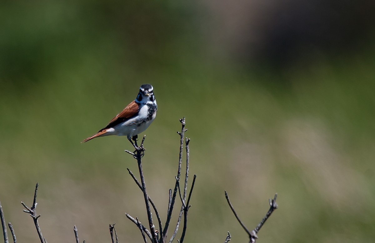 Black-headed Canary (Damara) - ML580612041