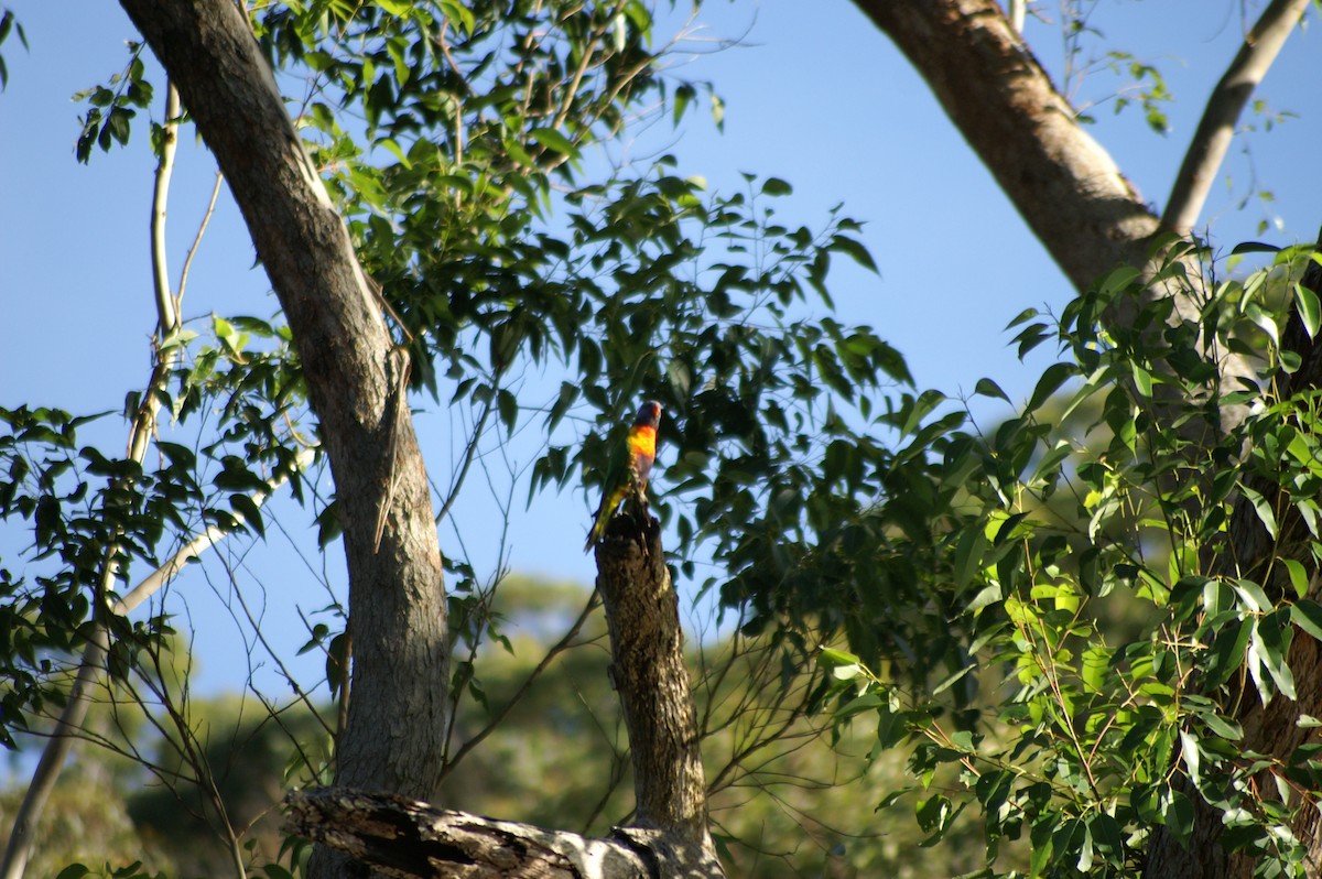 Rainbow Lorikeet - ML580612151