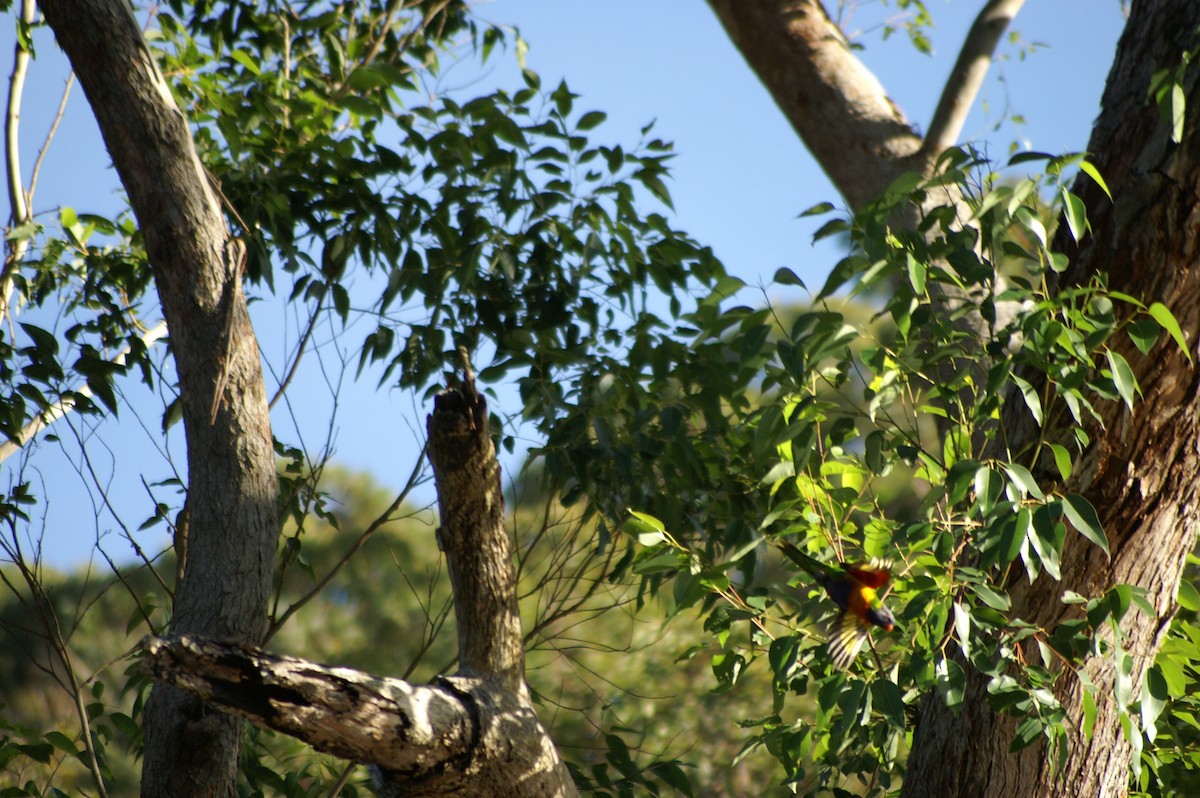 Rainbow Lorikeet - ML580612161