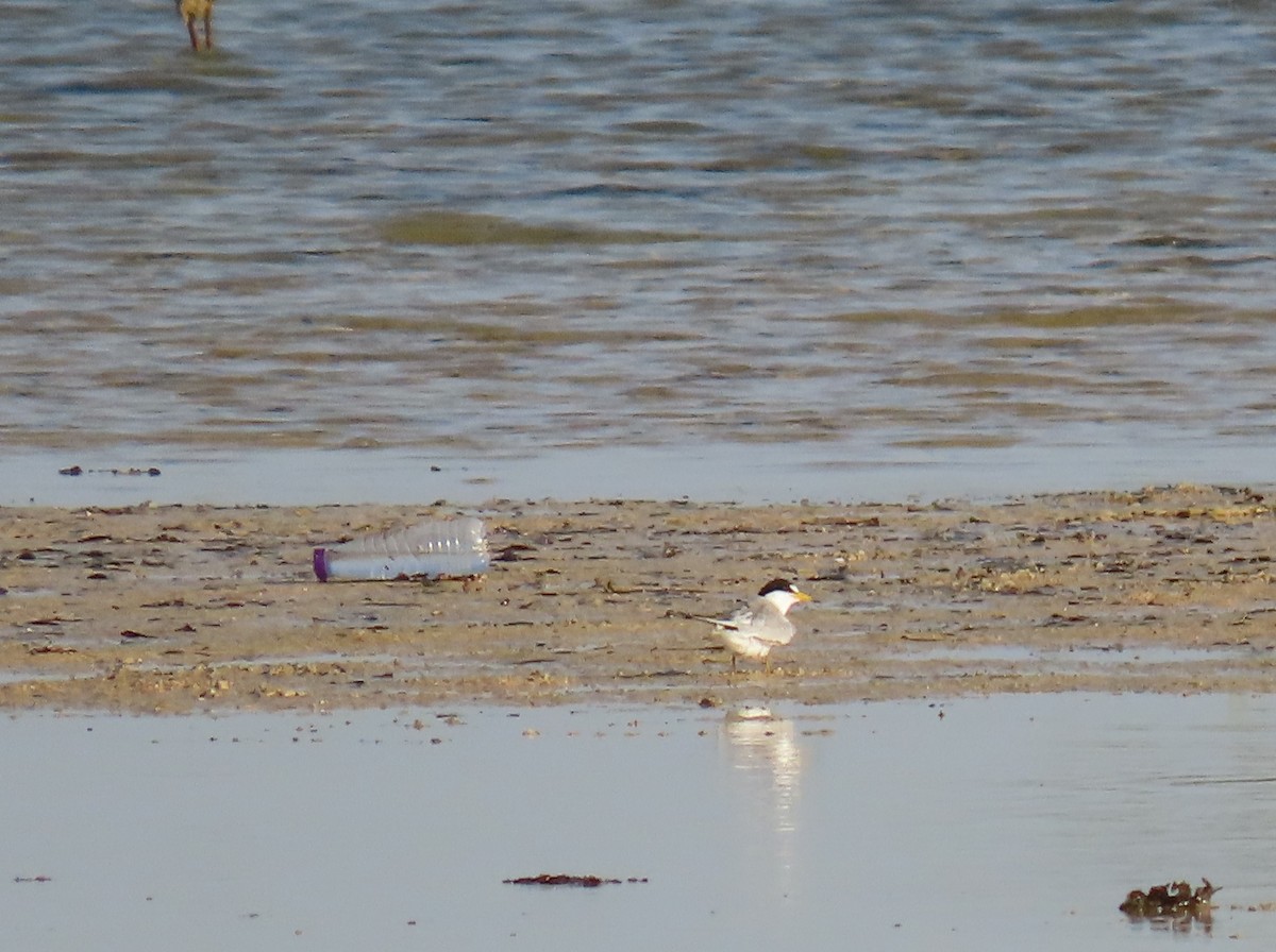 Saunders's Tern - ML580612601