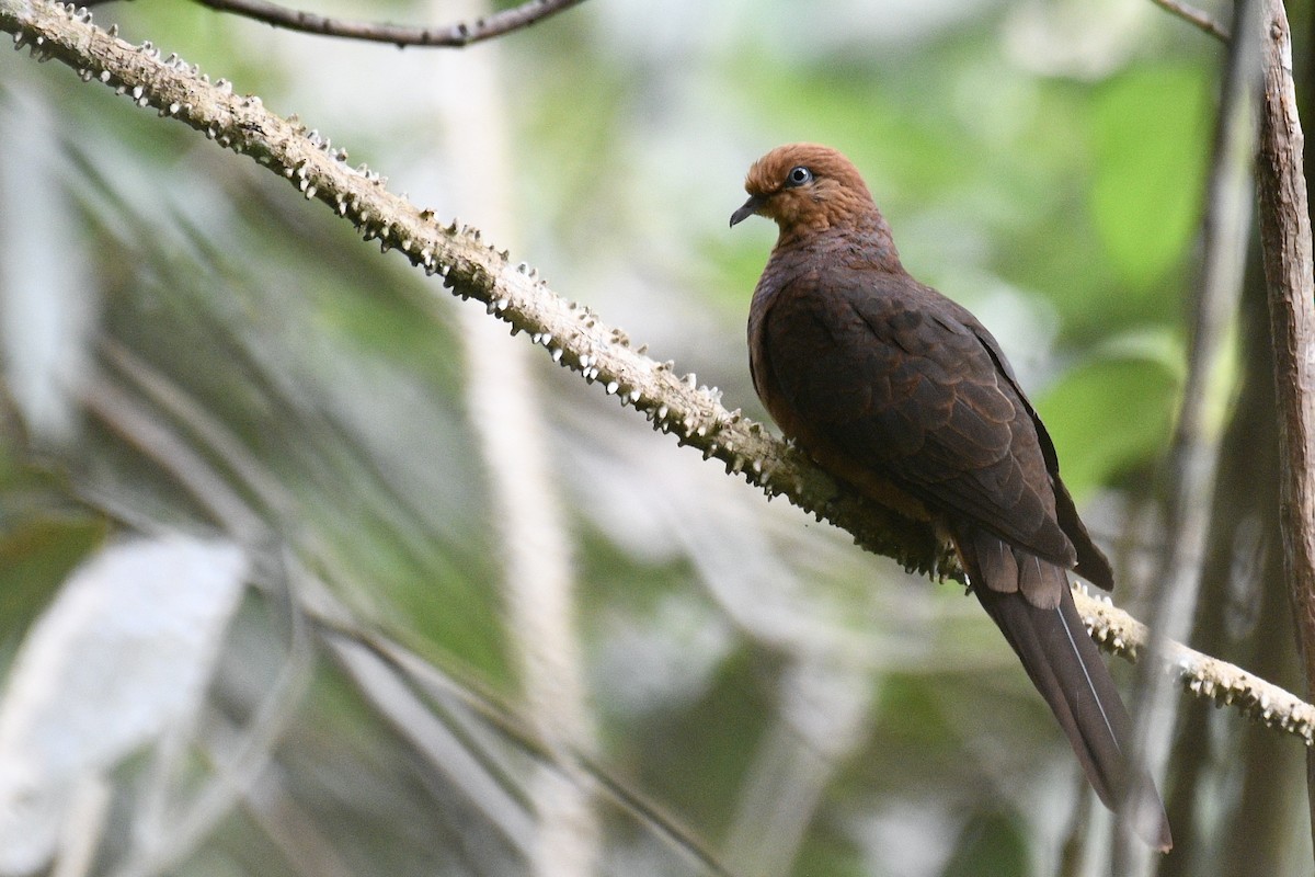 Little Cuckoo-Dove - ML580612781