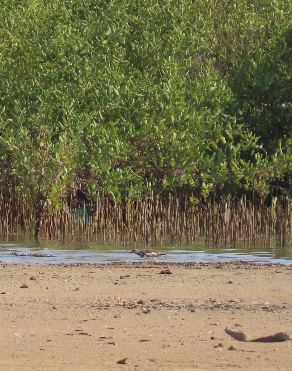 Ruddy Turnstone - Ute Langner