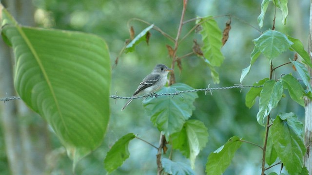 Tumbes Pewee - ML580613701