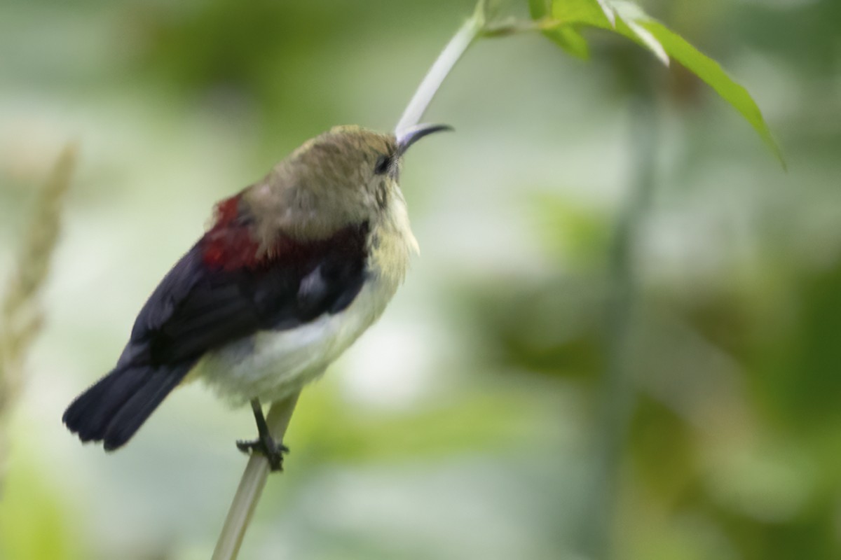 Crimson-backed Sunbird - ML580613921