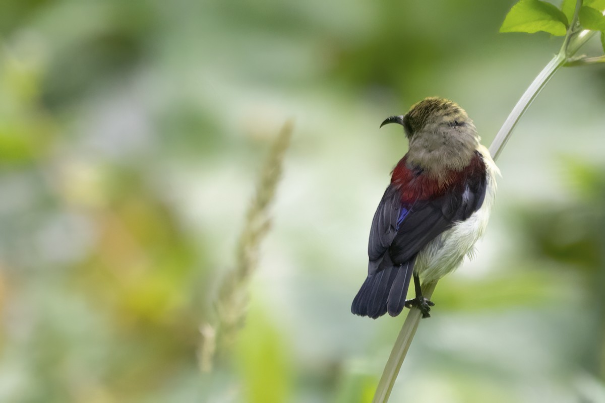 Crimson-backed Sunbird - ML580613931