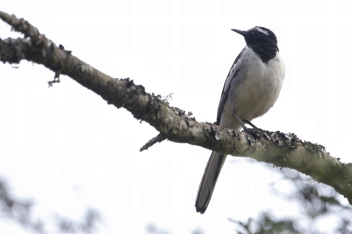 White-browed Wagtail - ML580613941