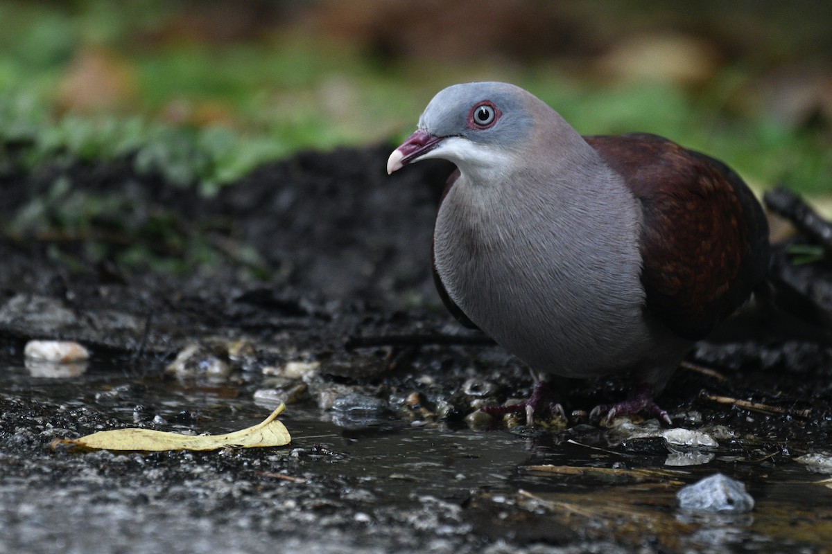 Mountain Imperial-Pigeon - Will Brooks