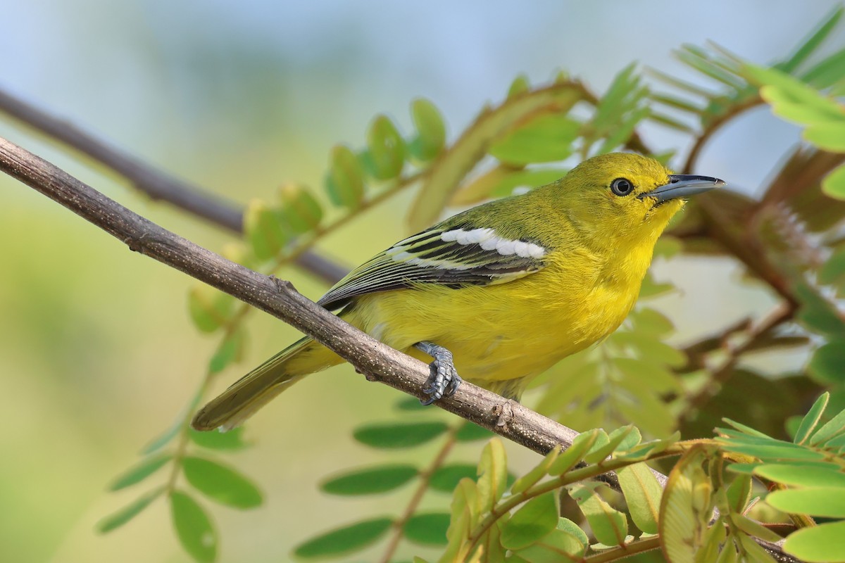 Common Iora - ML580614191