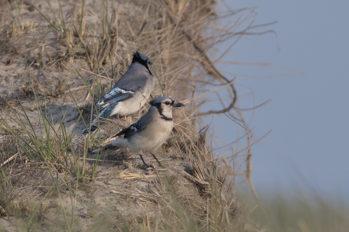 Blue Jay - Lucas Berrigan