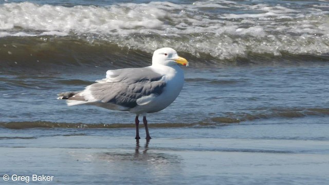 Glaucous-winged Gull - ML580614351