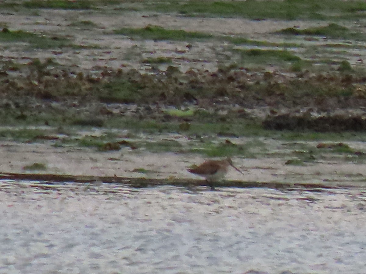 Bar-tailed Godwit - ML580614381