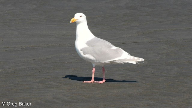 Gaviota de Bering - ML580614691