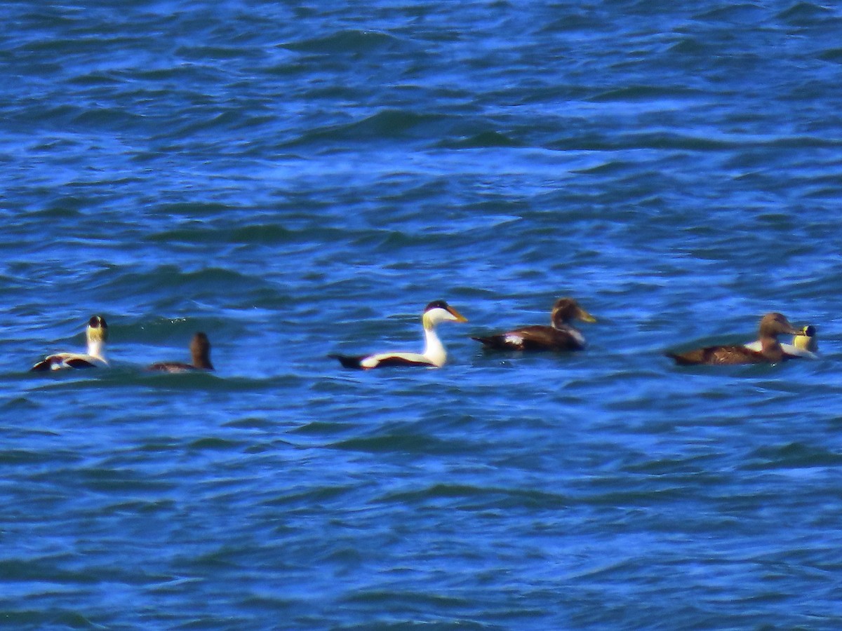 Common Eider - ML580614741