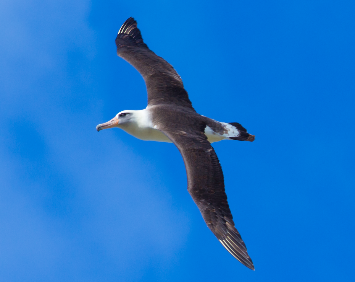 albatros laysanský - ML58061491