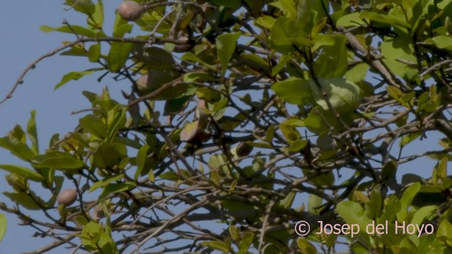 スミレコバシタイヨウチョウ - ML580615031