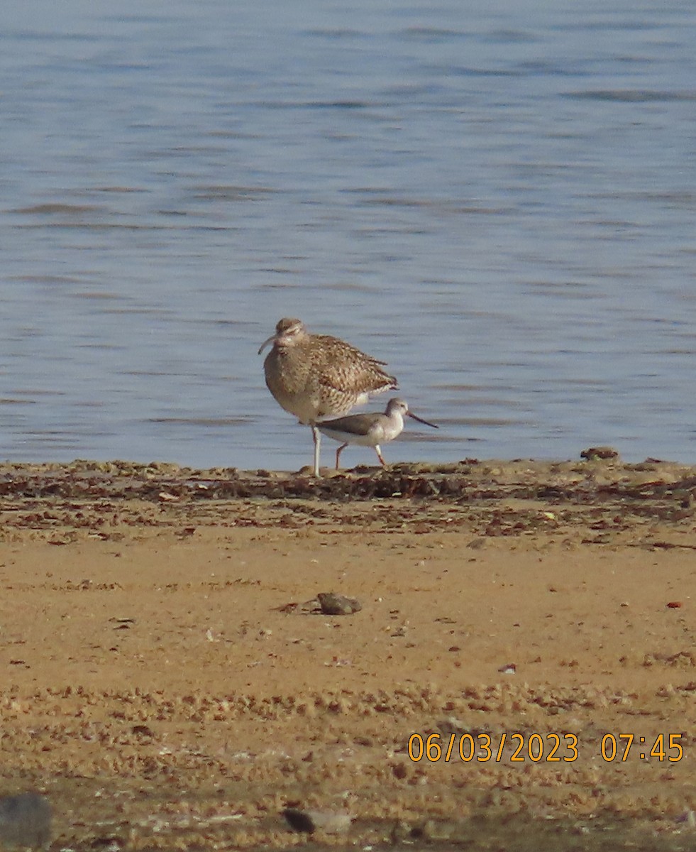 Terek Sandpiper - Ute Langner