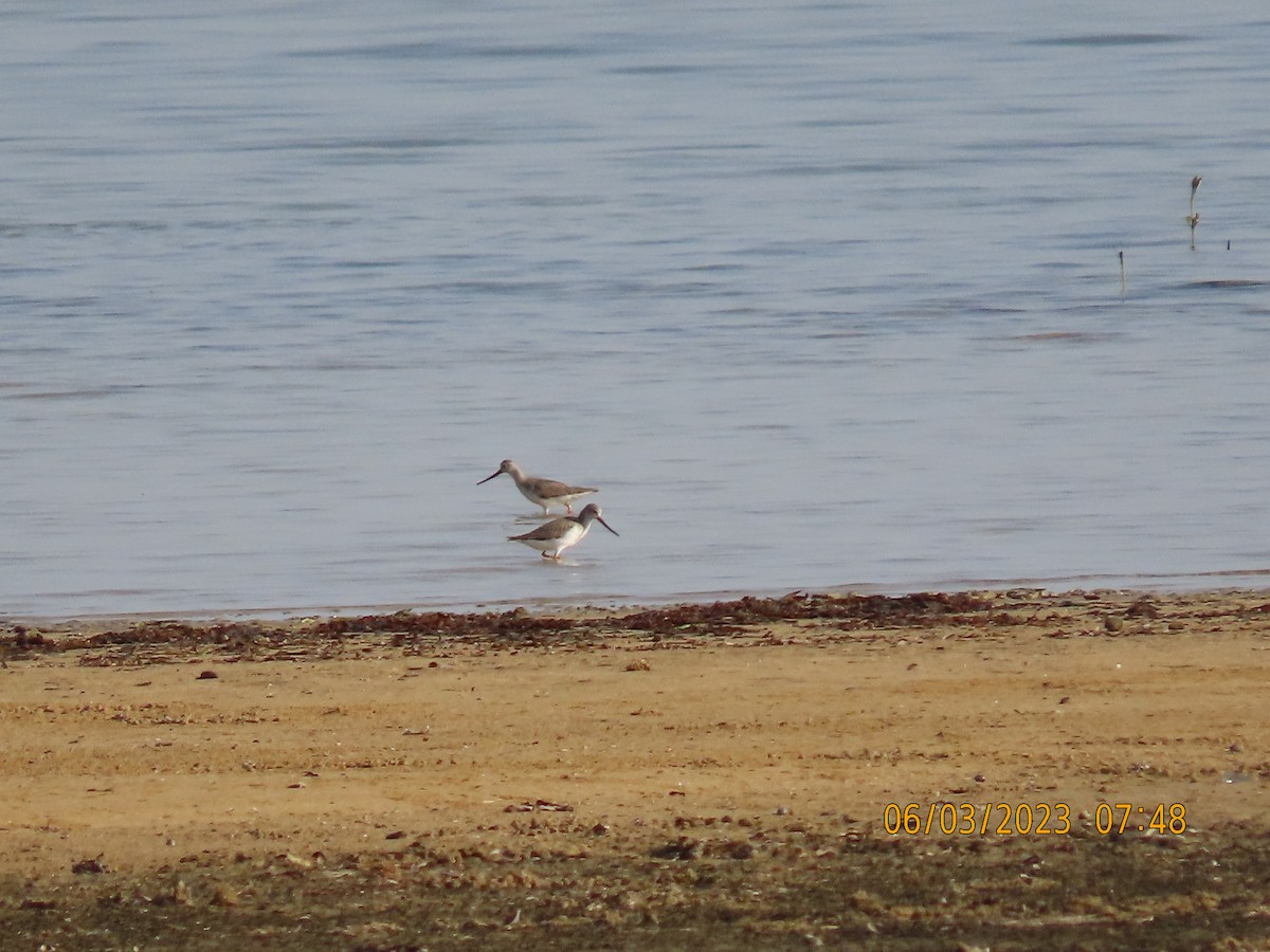 Terek Sandpiper - ML580617161