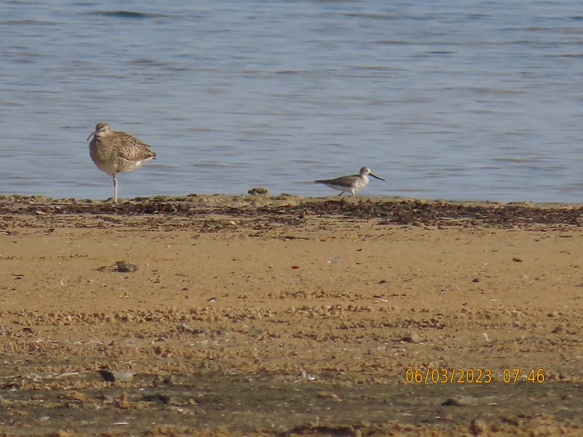 Terek Sandpiper - ML580617171