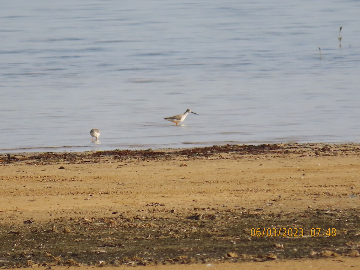 Terek Sandpiper - ML580617181