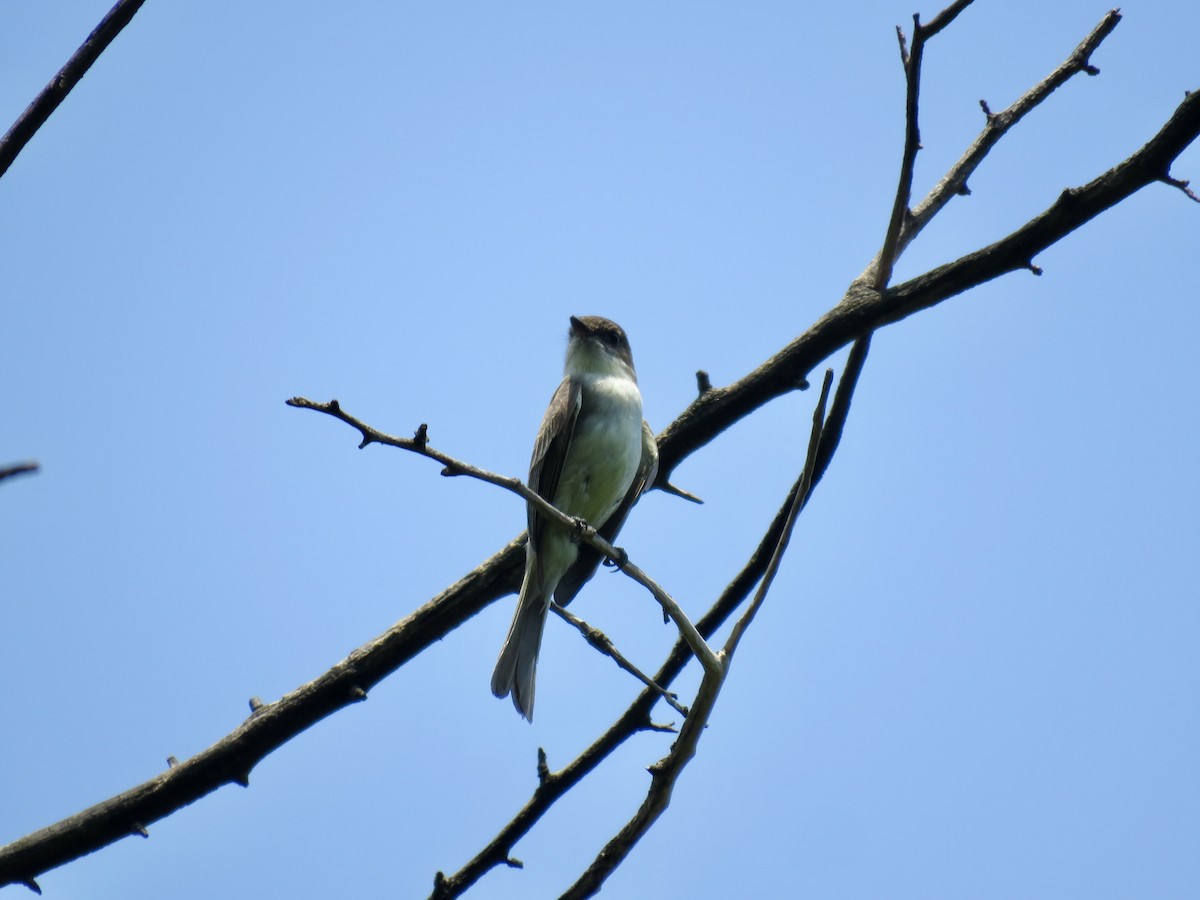 Eastern Phoebe - ML580617351