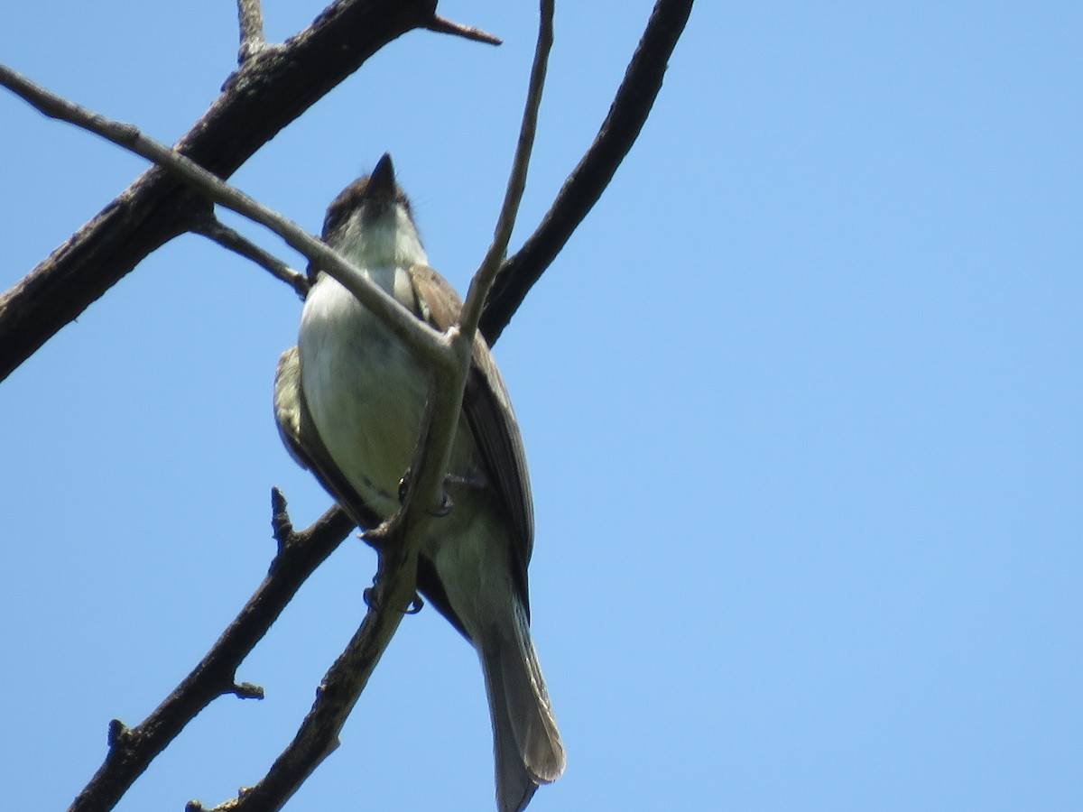 Eastern Phoebe - ML580617361