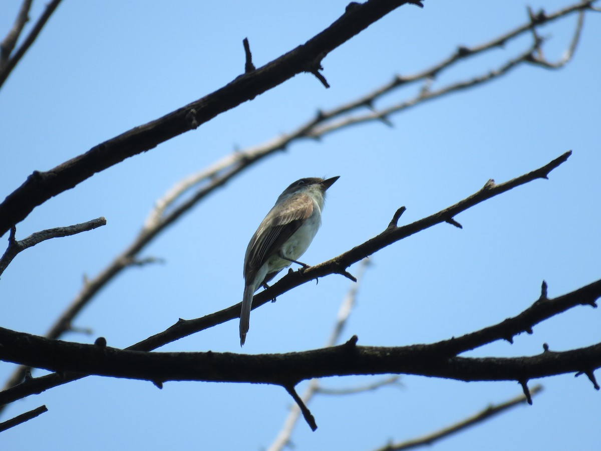 Eastern Phoebe - ML580617371