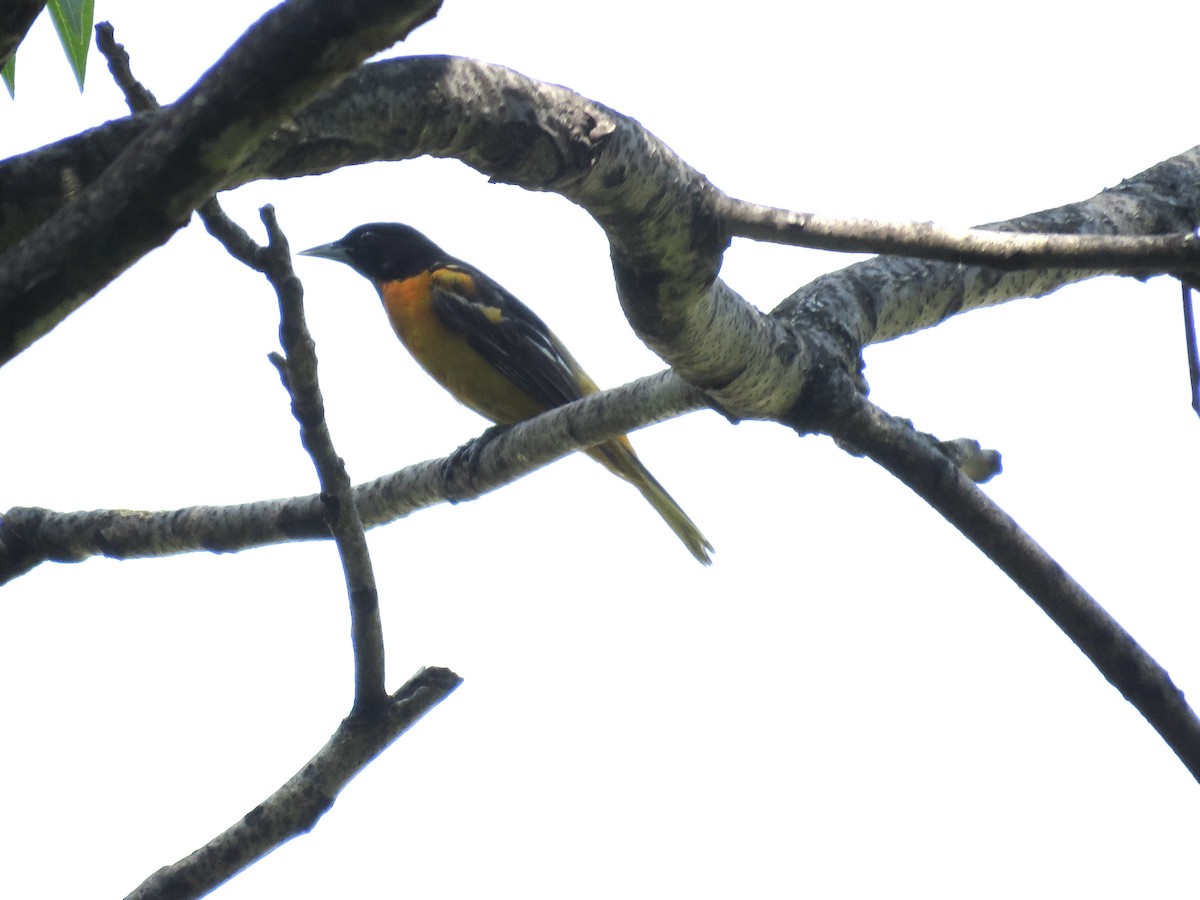 Baltimore Oriole - ML580617571