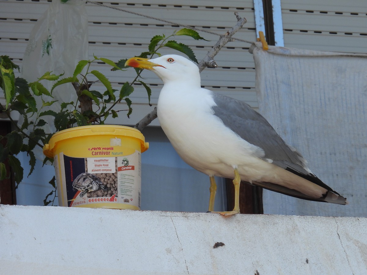 Gaviota Patiamarilla - ML580619191