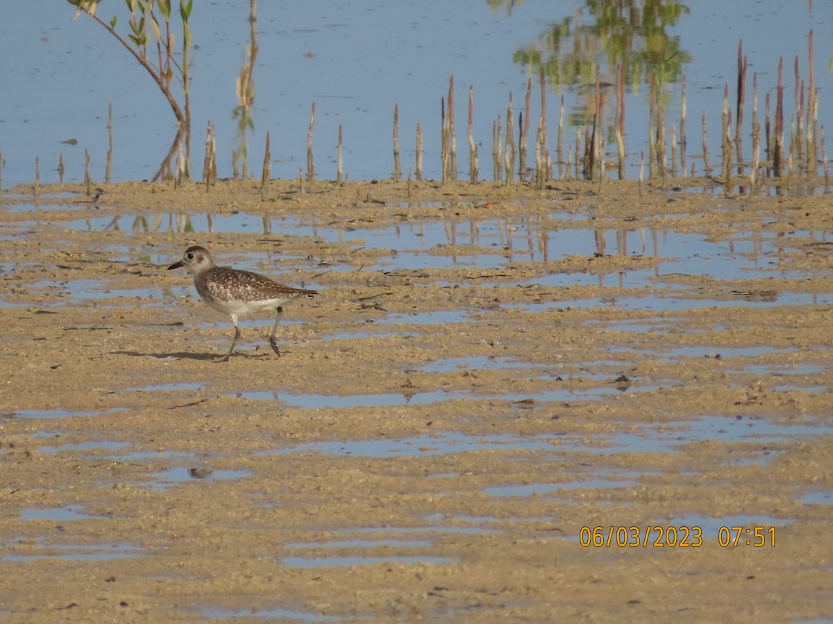 Black-bellied Plover - ML580619321