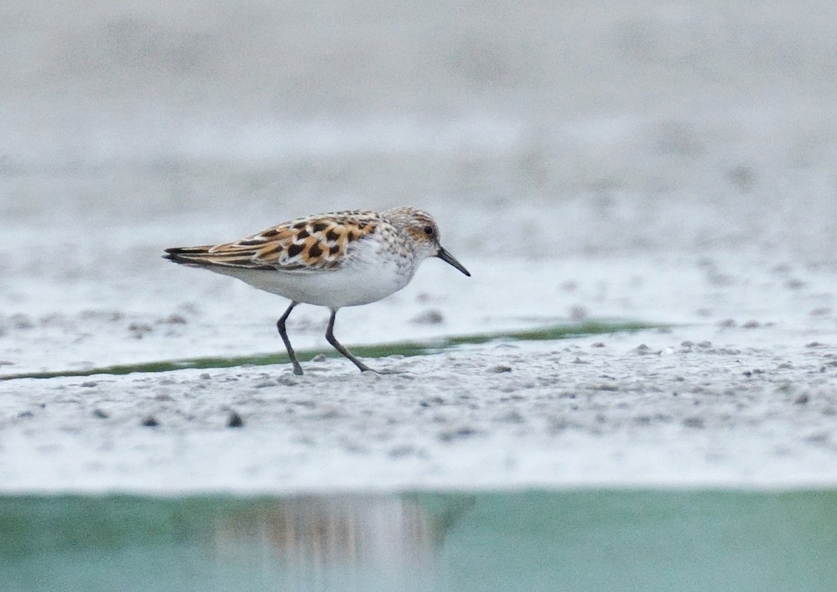 Little Stint - ML580620831