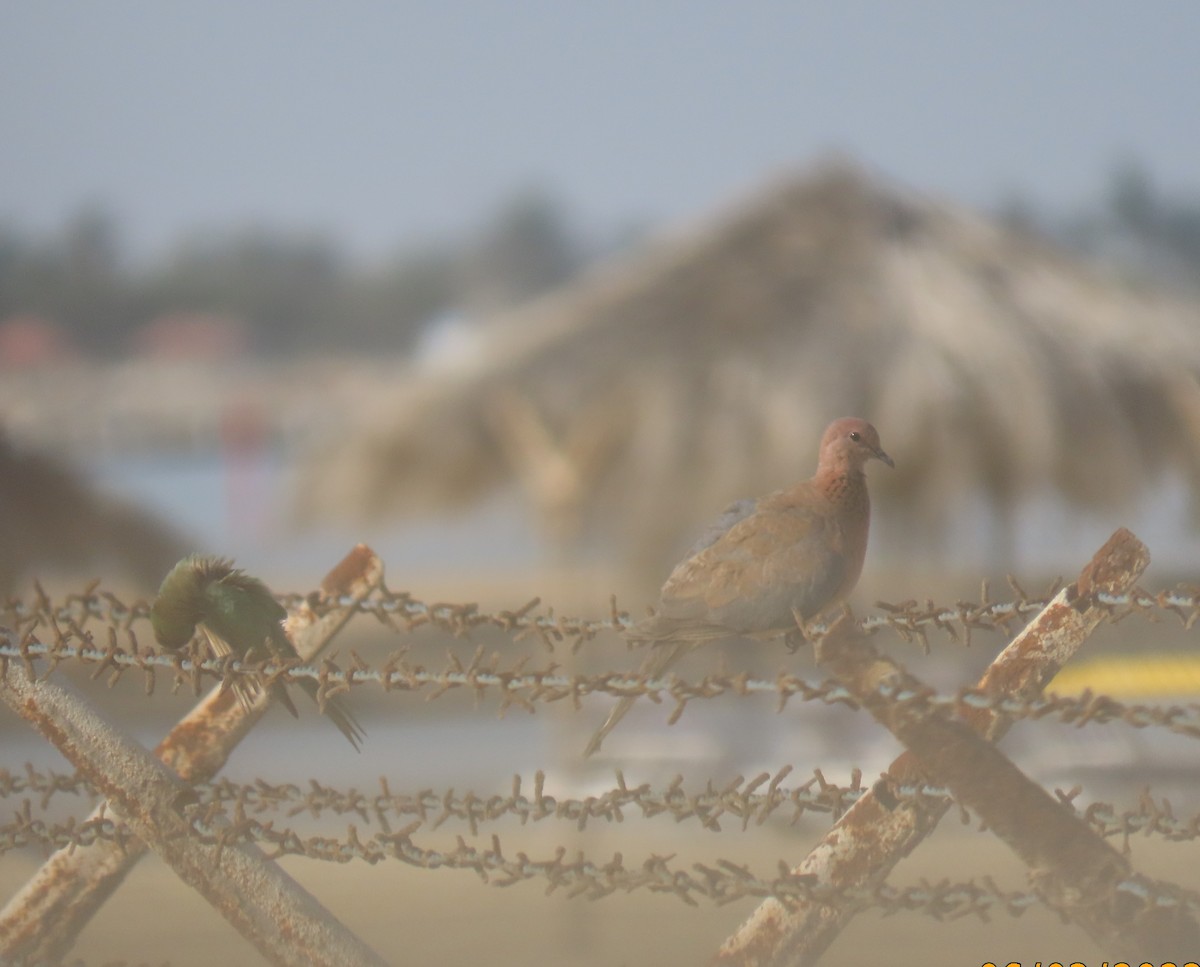 Laughing Dove - ML580620931