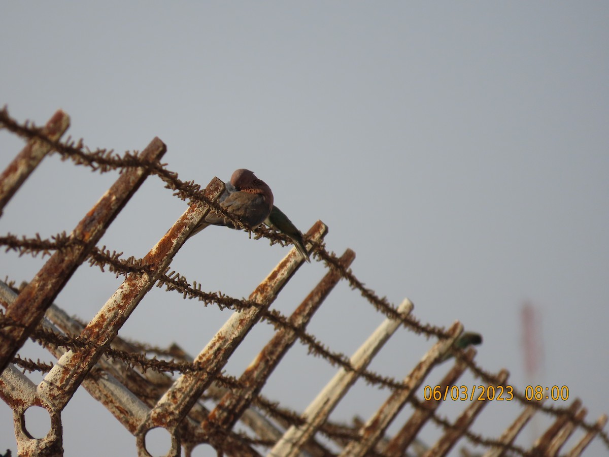 Laughing Dove - ML580621051