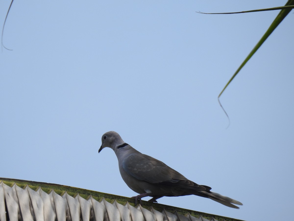 Eurasian Collared-Dove - dineshbharath kv