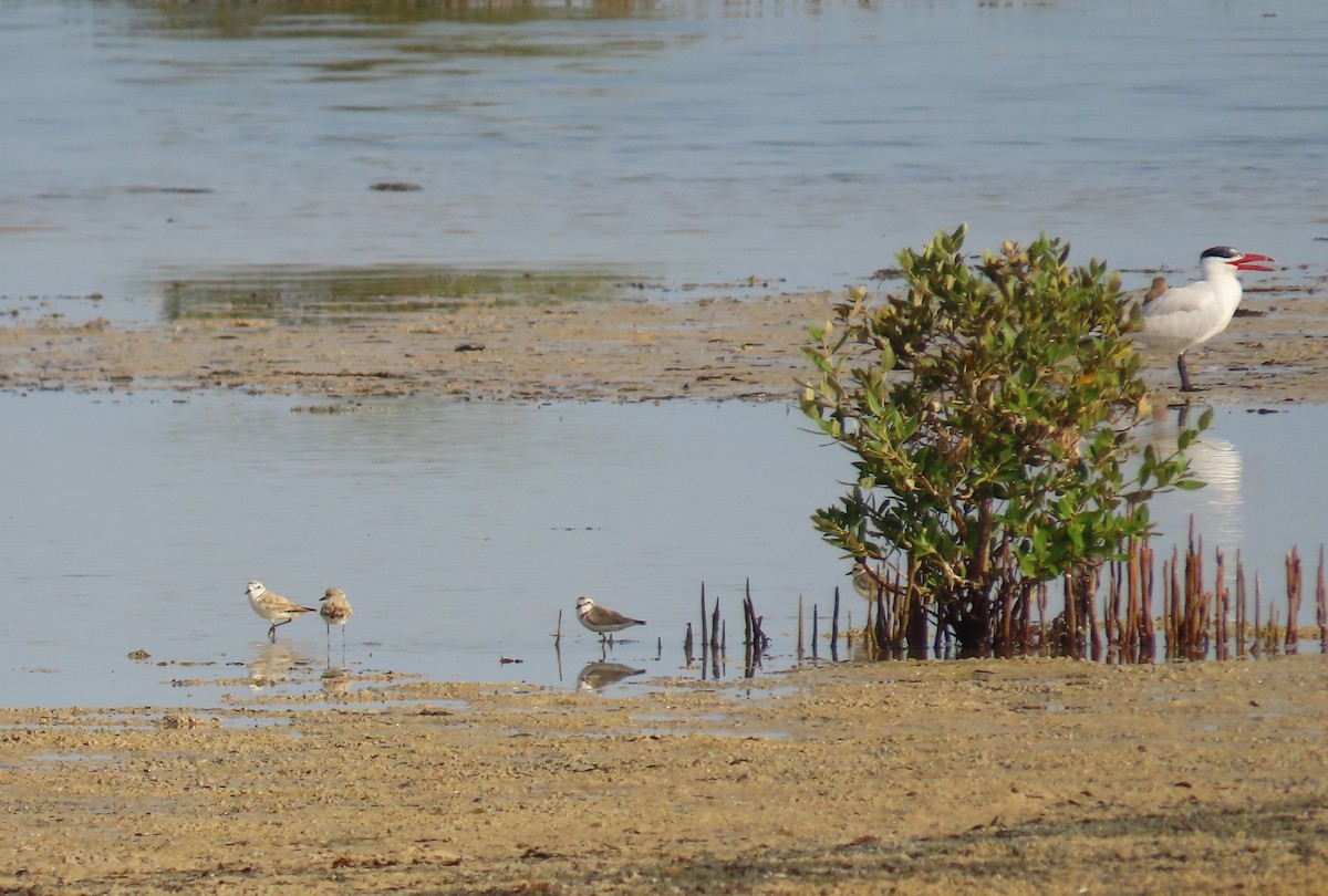 Kentish Plover - ML580621801